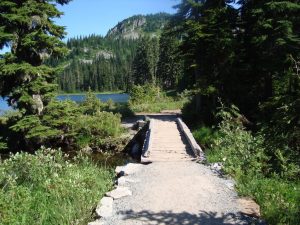 Mount Rainier Nature