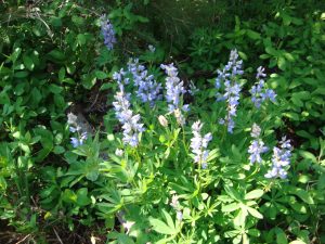 Mount Rainier flowers