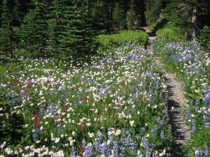 Mount Rainier wildflowers