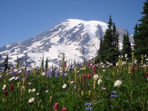 Paradise at Mount Rainier The Premier Winter Destination