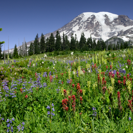 Mount Rainier wildflowers