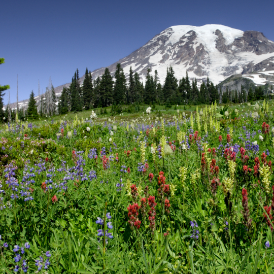 Accommodations | Mt. Rainier National Park Lodging